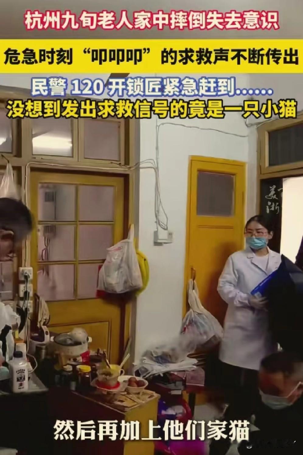 11月13日，杭州上演暖心救援！九旬老人晕倒，小猫“叩叩叩”敲门求救，民警接警火