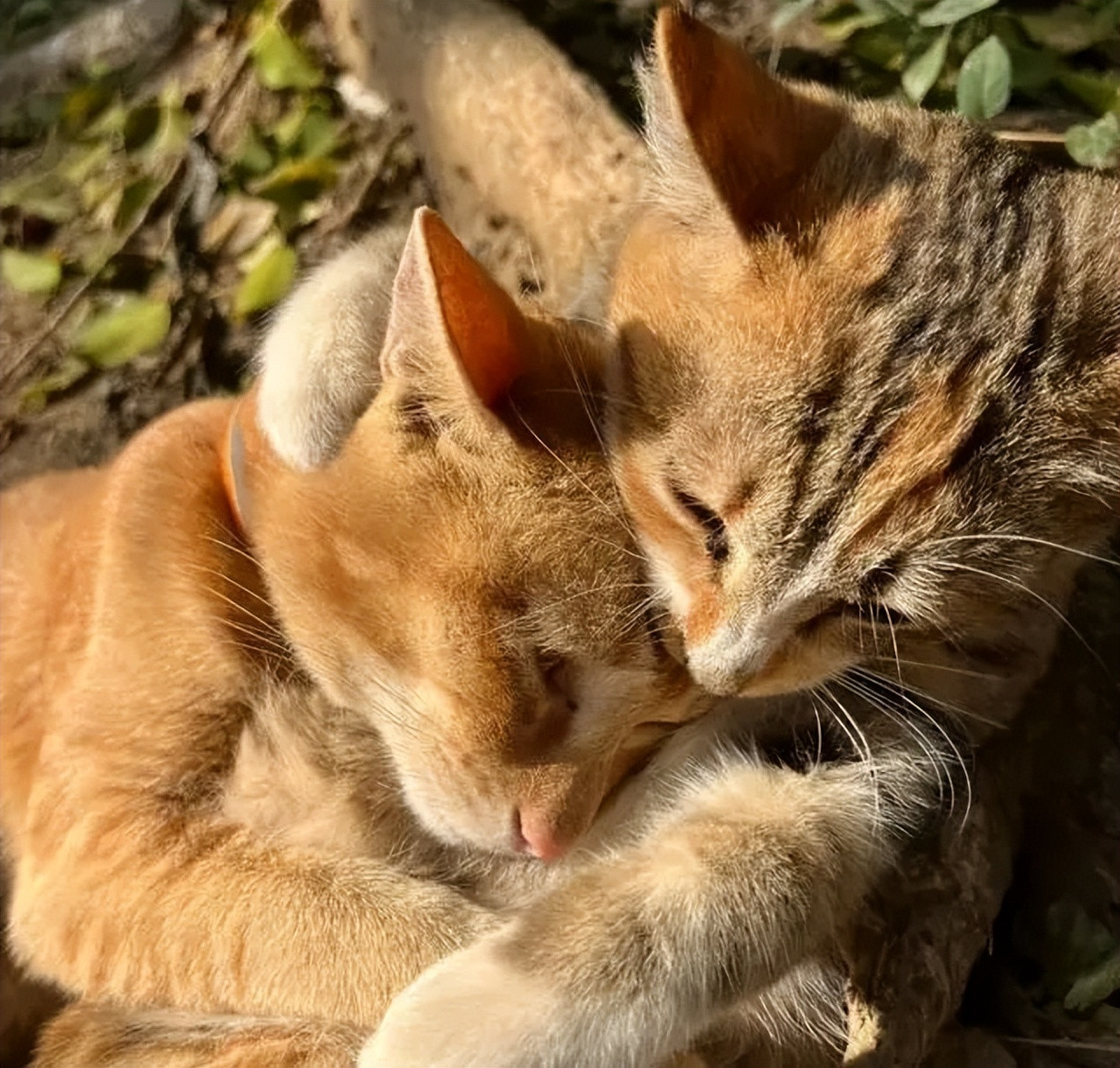 猫咪快乐九大信号，你家喵星人是否也在绽放幸福光芒？