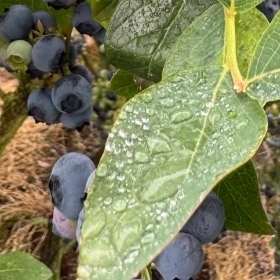 蓝莓完整种植教程（盆栽+地栽通用，新手易懂）一、选品种（按地域选，关键）•北方
