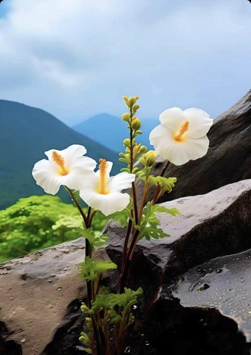 我爸的亲妹妹，也就是我姑，从小成绩就好，大学毕业后去了加拿大发展，现在在那边成家