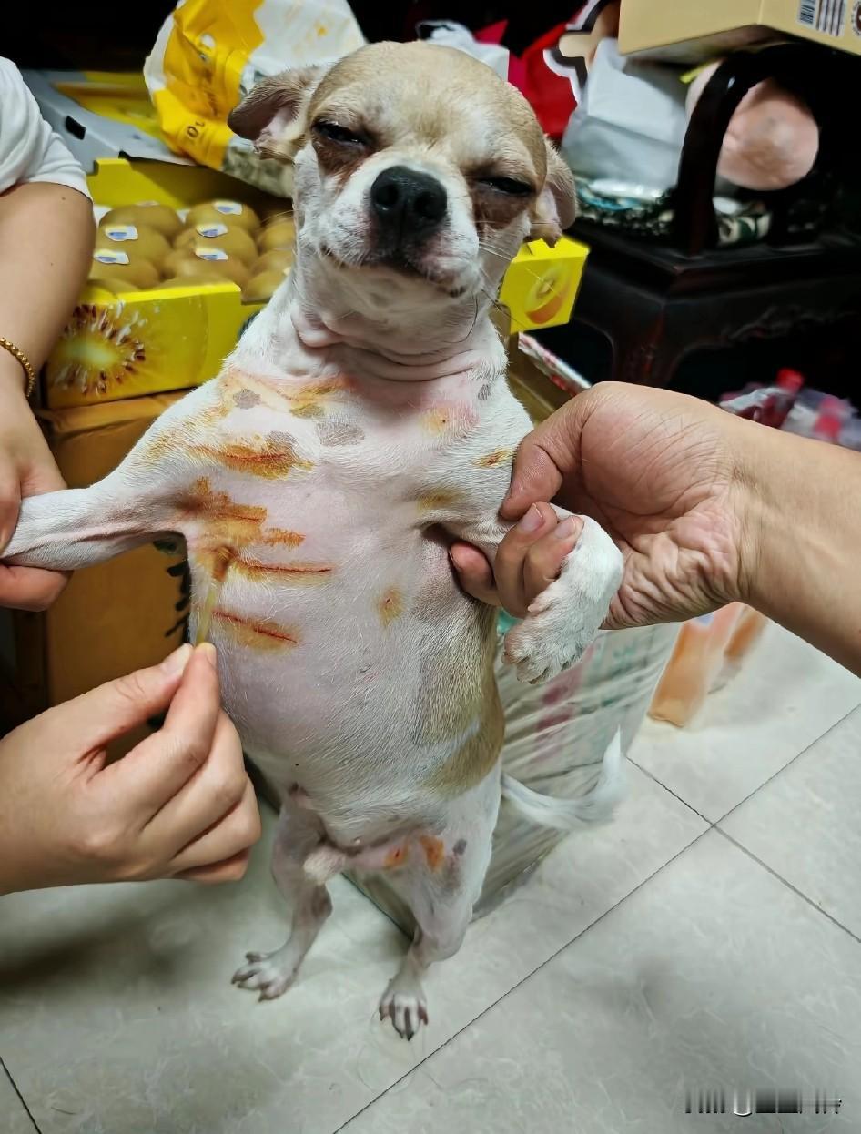 有一点悲伤！没事去惹一只猫干什么？很像一只被改刀的鸡翅膀啊！被猫大厨改花刀了，这