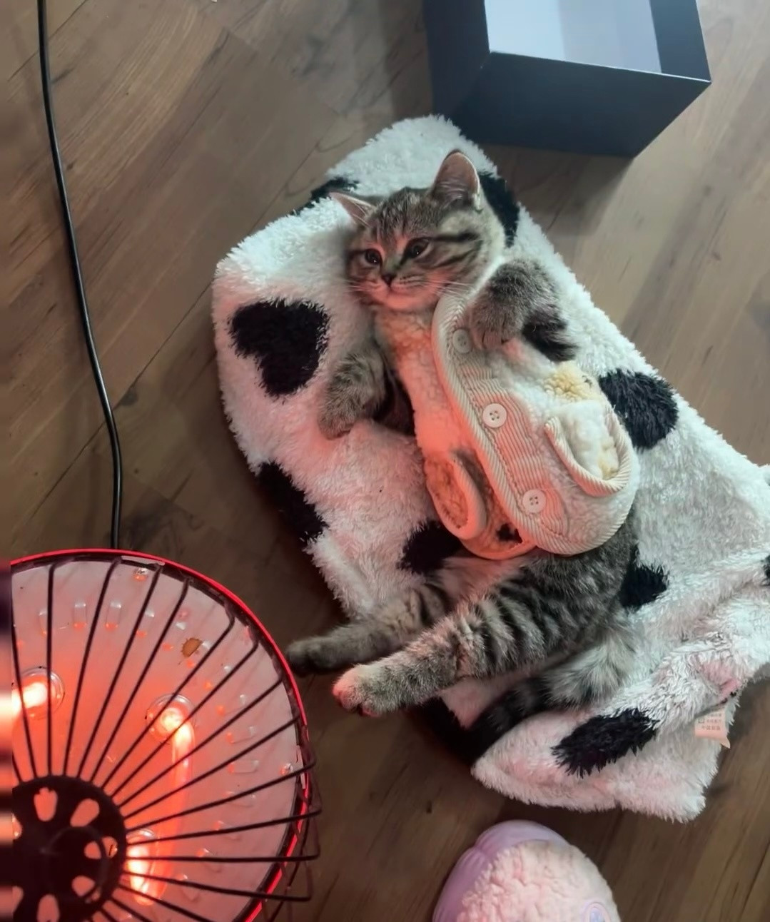 猫猫：有什么比冬天烤火炉更巴适的事情吗，真不明白那些小狗为什么还要出去