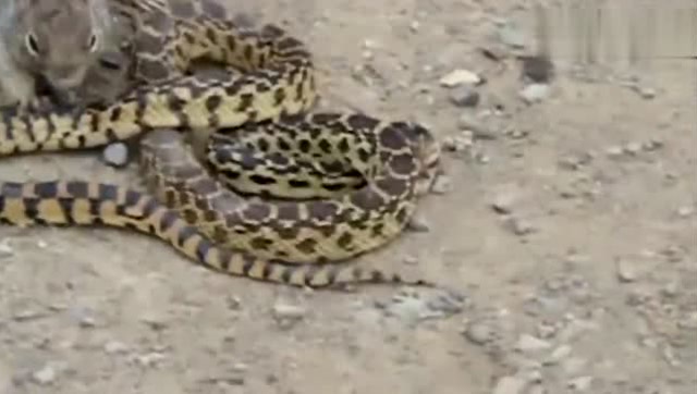 梦境解析,为何会梦到别人杀蛇? 梦境解析,为何会梦到别人杀蛇?