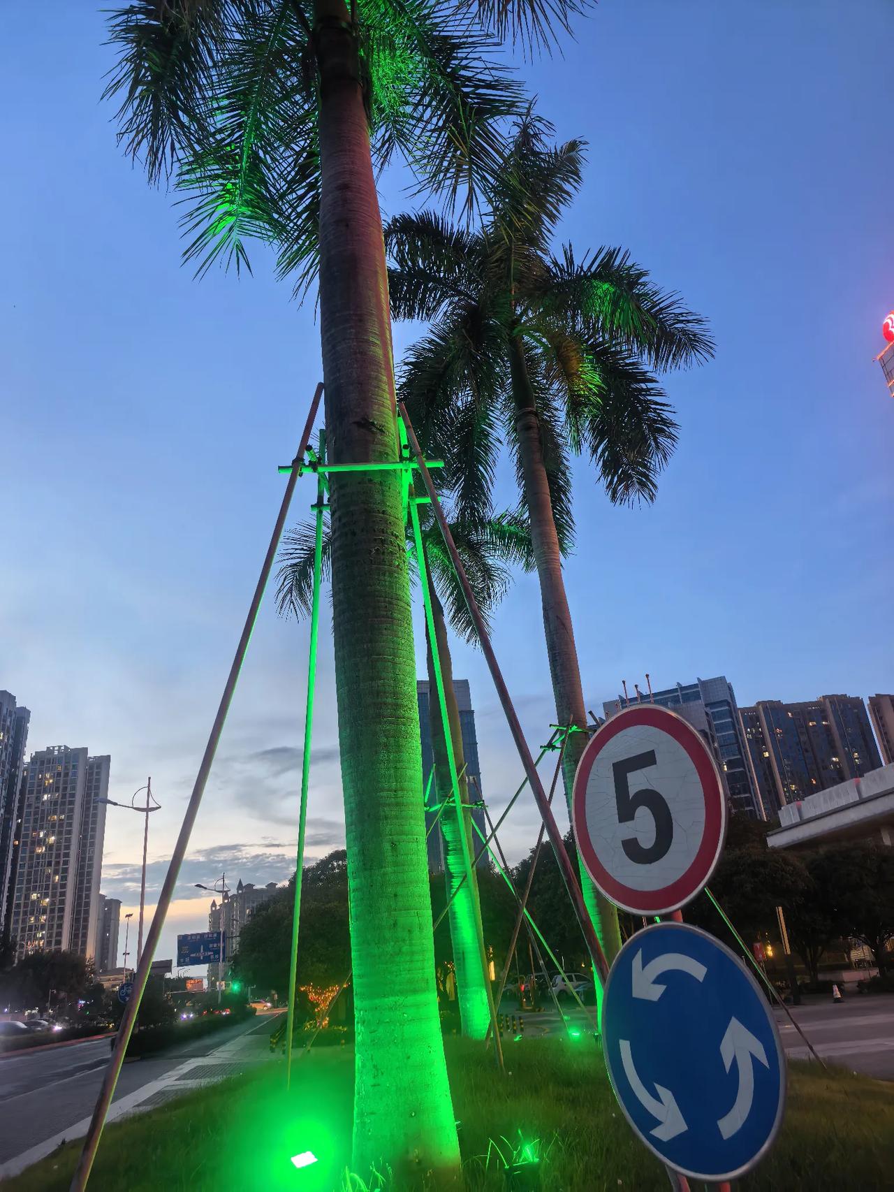 奇迹，这种树不应该生长在北方吗？这种树光溜溜的，基本上没有叶子，就是顶部有几片