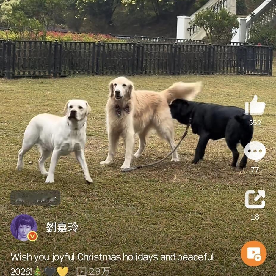 刘嘉玲虽然结婚了，但没要孩子，那她和梁朝伟过的幸福吗？圣诞节，刘嘉玲跟狗狗们一起