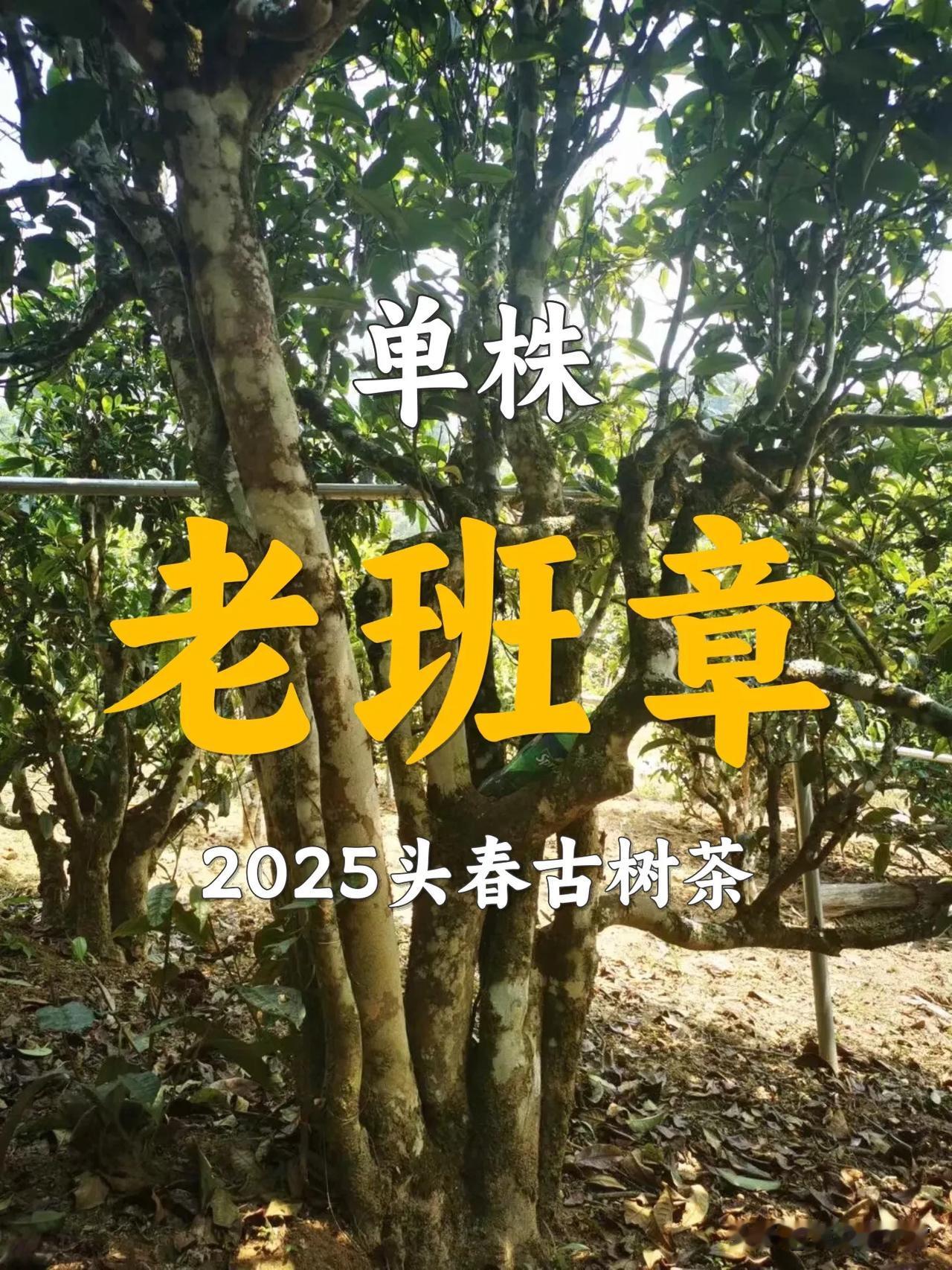 翘首以盼的2025年老班章单株古树茶来啦，老班章单株也被称为普洱茶中的“霸道总裁