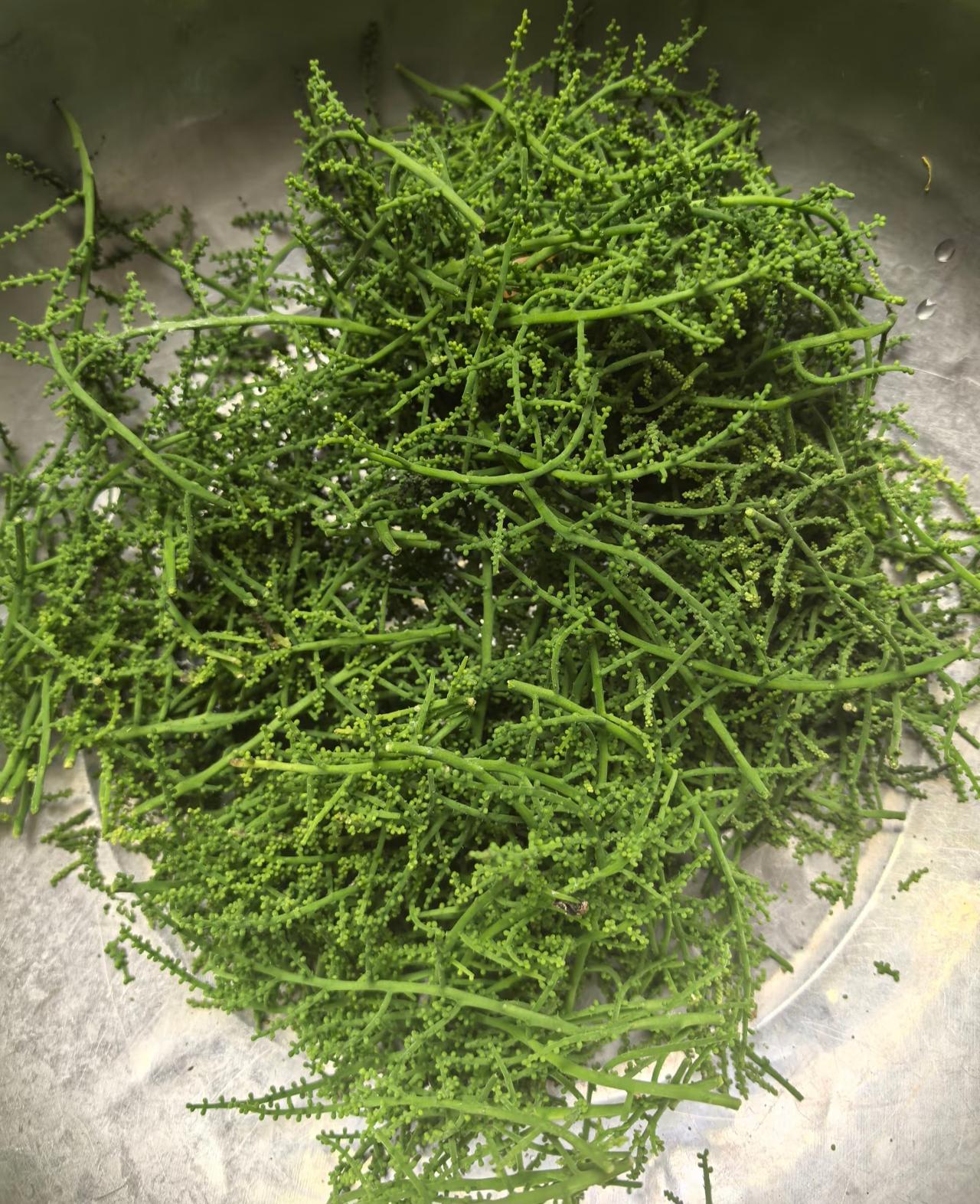 不是！云南野菜怎么这么多啊？！！！最近每天都在认识新的野菜，说实话我都惊呆了