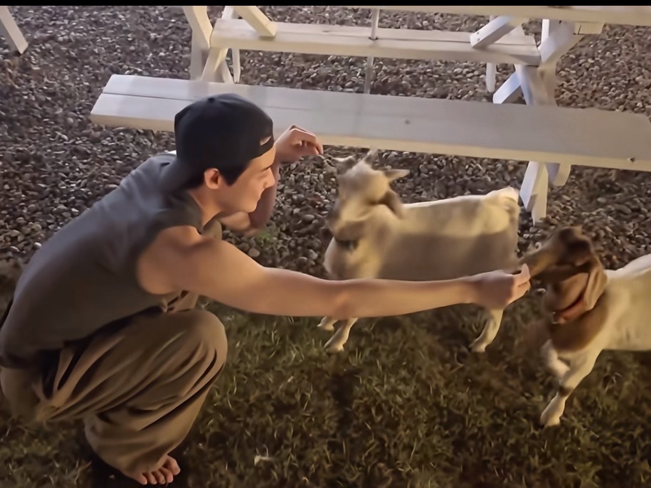 好可爱。🐶😺