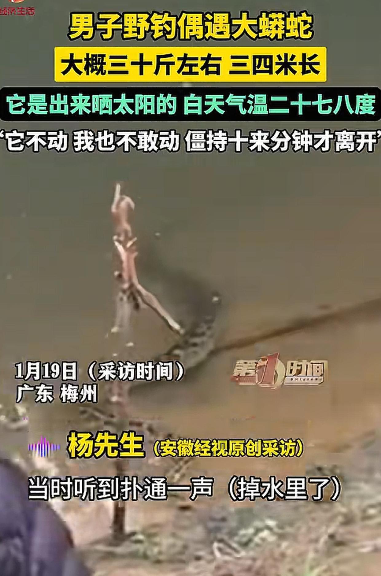 广东梅州，杨先生正在野外垂钓，忽然听到“扑通”一声，一条三四米长的大蟒蛇掉到水里