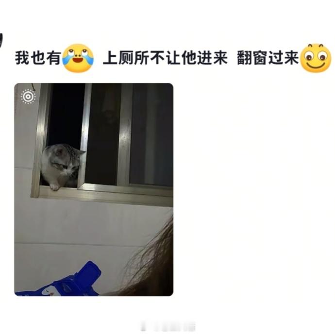 没有边界感的小猫咪～