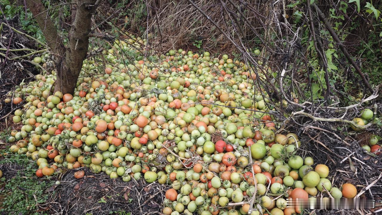 这次从越南回家休假，一件事让我意难平。家里是搞大棚种植的，因为天气温度骤降，导