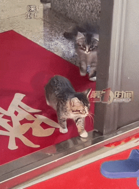 彻底解释不清了！黑龙江，新婚夫妻结婚第二天，早上妻子一开门就惊喜地发现，有两只可