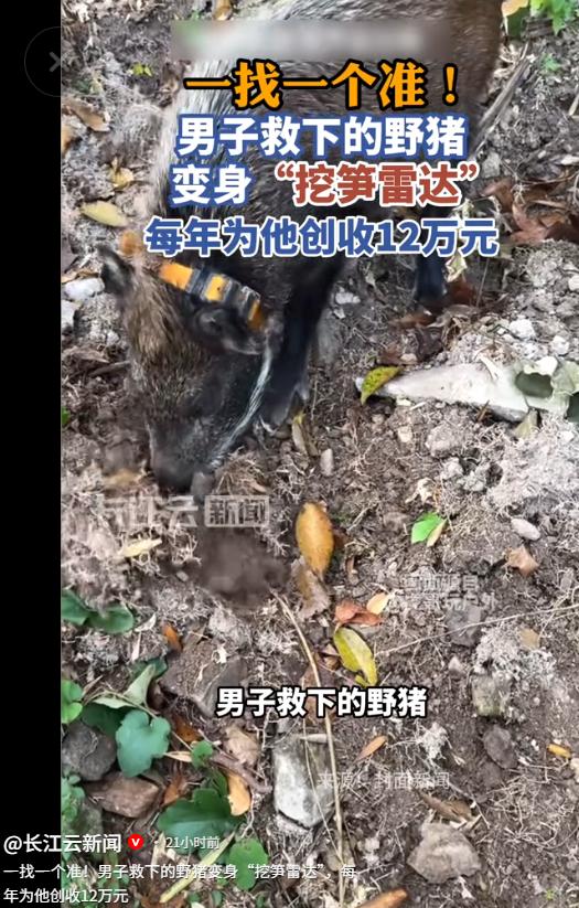 温州最近有个村民火了，不过让大家觉得稀奇的，不是他种了多少笋，也不是他有什么高科