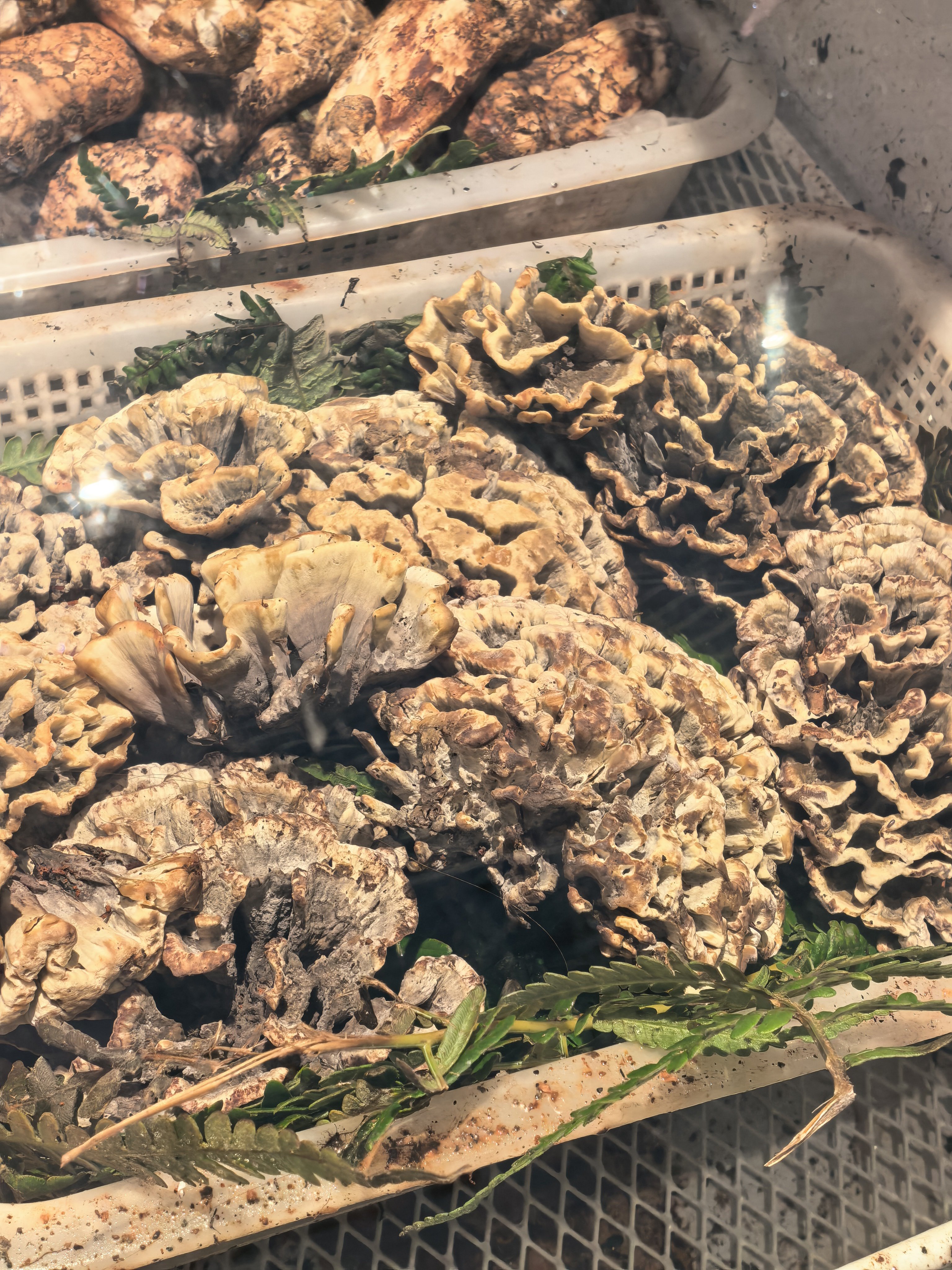 哦我的天！云南的菌子也太好吃了！！！！昆明
