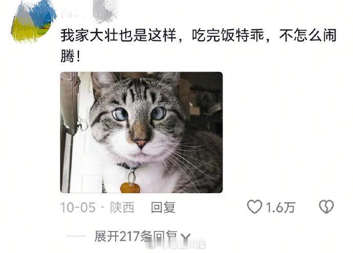 不用去医院就确诊弱智的小猫咪哈哈哈