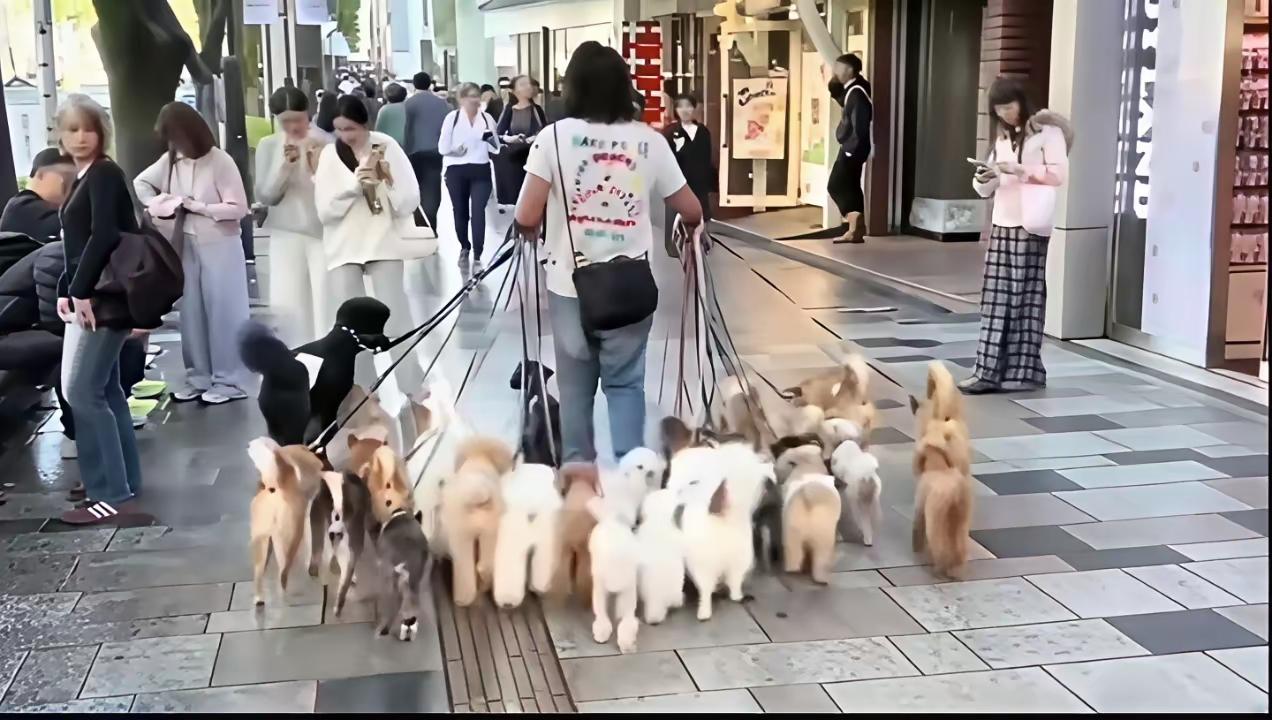 养这么多狗，估计比养孩子还要费钱，这样养狗的都是非常有钱的吧？