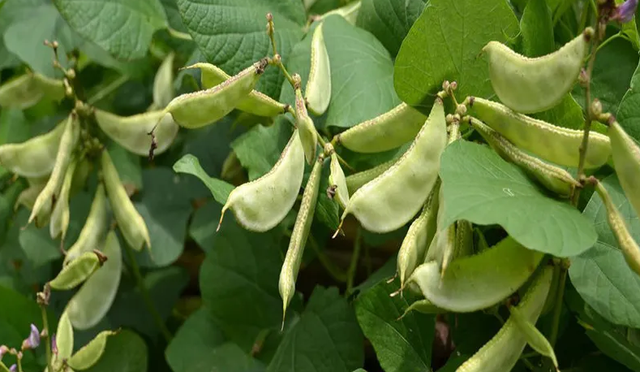 院子光照不足? 6种耐阴蔬菜让你轻松实现‘菜园自由’, 好吃耐看