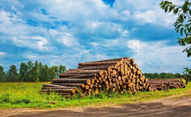 吉林小伙在俄逆袭记：从辍学工人到厂长，还收获了高中生女友的爱情俄罗斯木材厂里