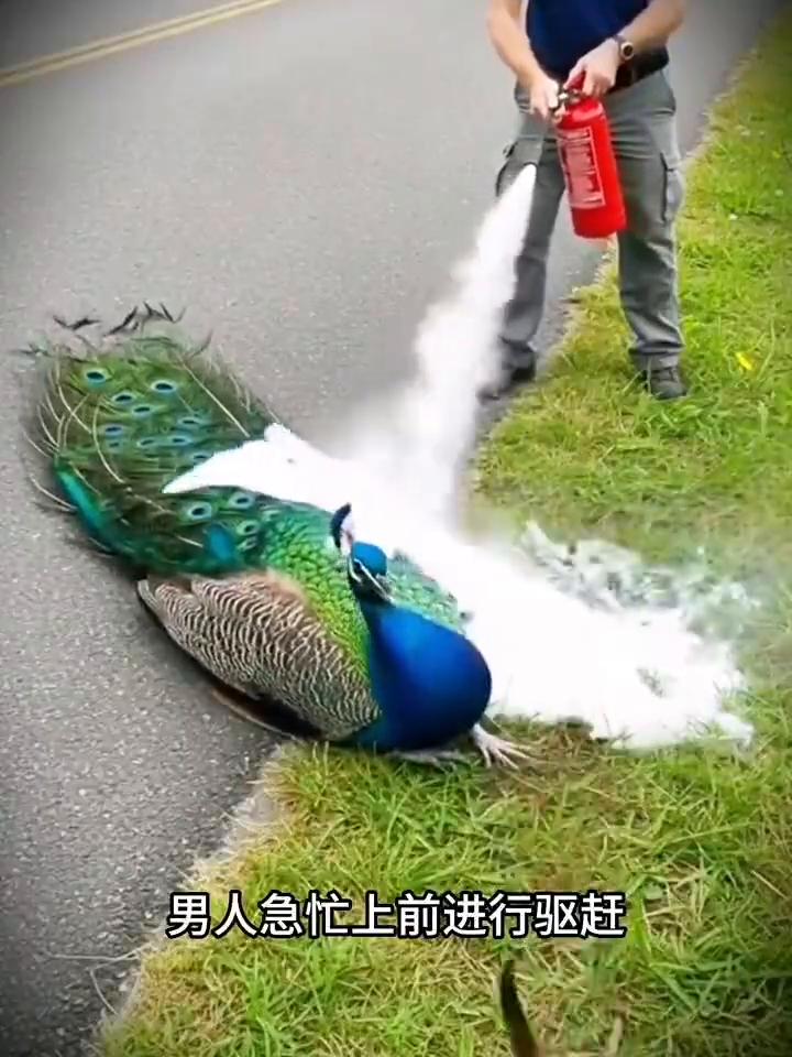 男人无意间发现一只正在被黄鼠狼啃咬的孔雀出于好心，男人急忙上前进行驱赶。可万万没