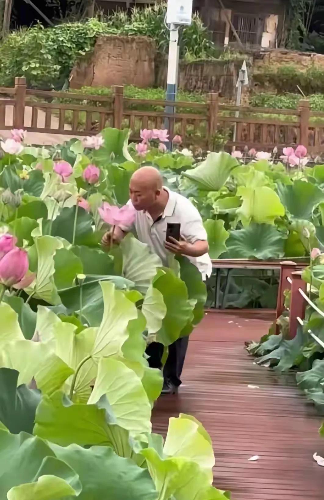 荷花：“出淤泥而不染，濯清涟而不妖”