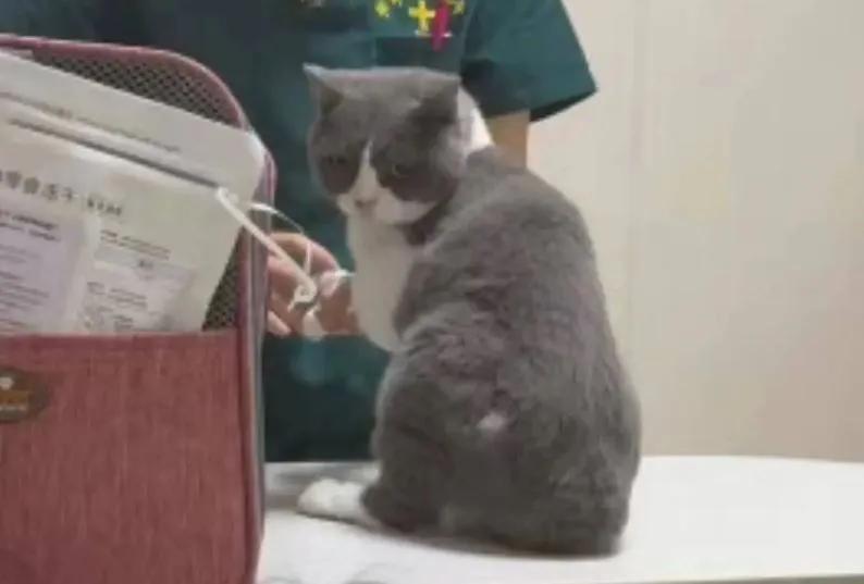 小猫患癌安乐死前最后回眸！主人瞬间崩溃痛哭：它怕忘了我的脸……你是否想过，