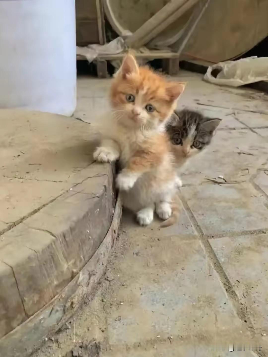 还记得收留这两只小猫时的场景。那天早上两只小奶猫怯生生的躲在门口看向屋里，狸花猫