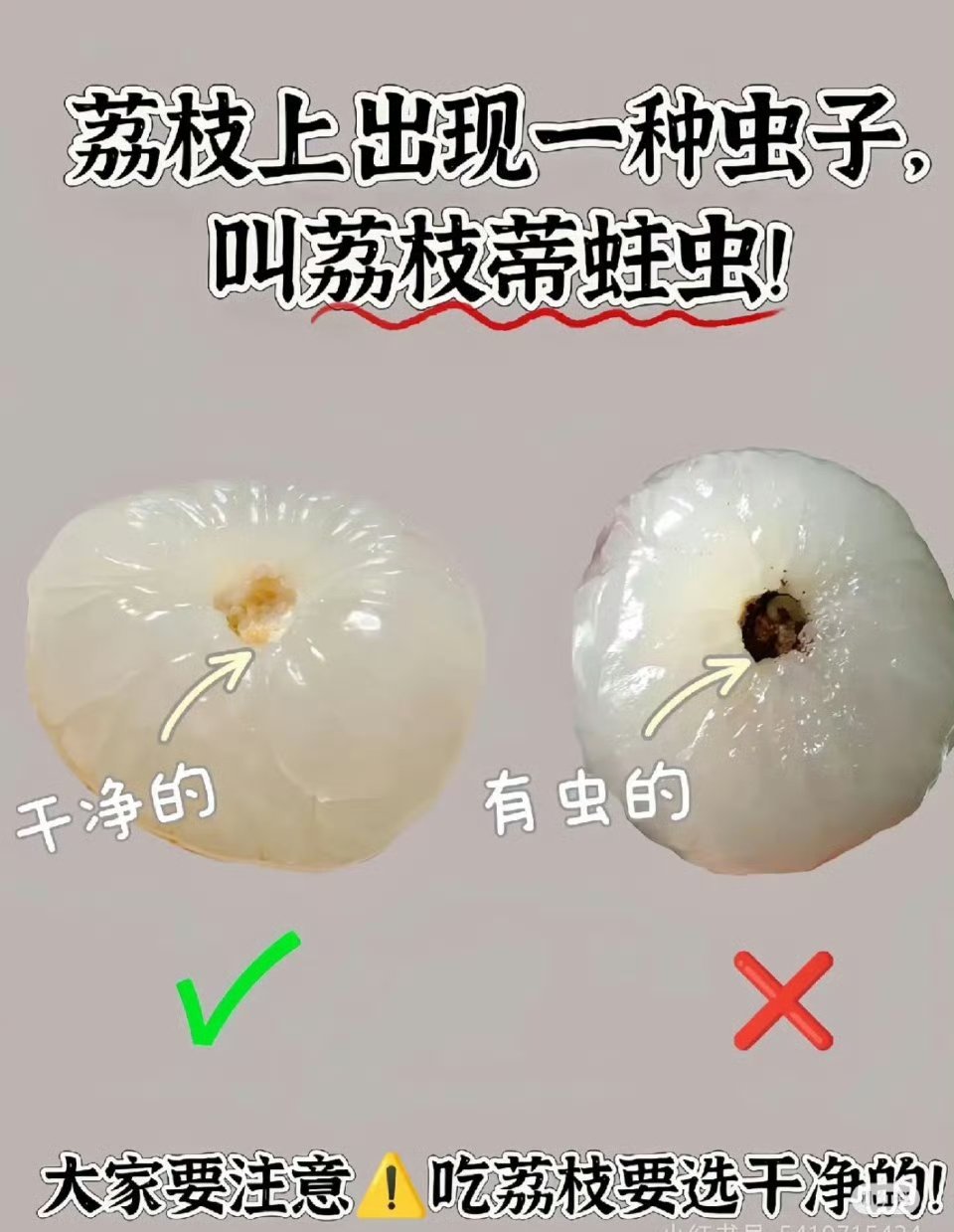 荔枝蒂虫子长知识了。原来荔枝和杨梅一样爱长虫子🐛，但都没有毒。​​​