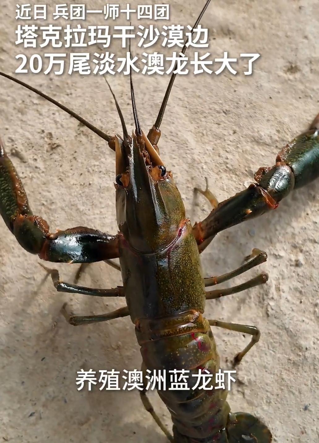 新疆沙漠里，长出来的澳洲龙虾。准确来说，是淡水澳洲龙虾。这件事，厉害就厉