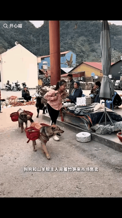 “太有灵性了！”农村小女孩背着一大筐农货去镇上卖，她后面跟着的两只狗和一只羊让人