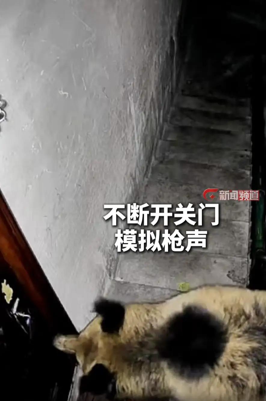西藏，男子正在家中休息。手机突然震动，监控提示门外有异动。他打开画面一看，两只藏