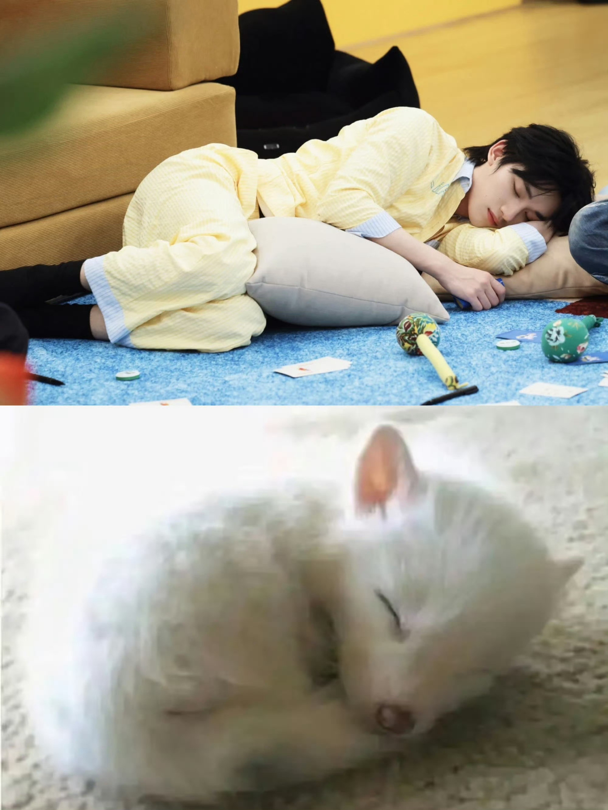 审狐睡姿大全。​​​