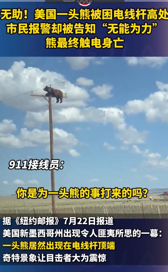 “太无奈了！”美国新墨西哥州，一头野生熊意外爬上高压电线杆被困半空，有好心的市民