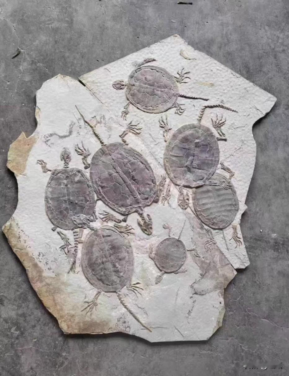 狮头虫