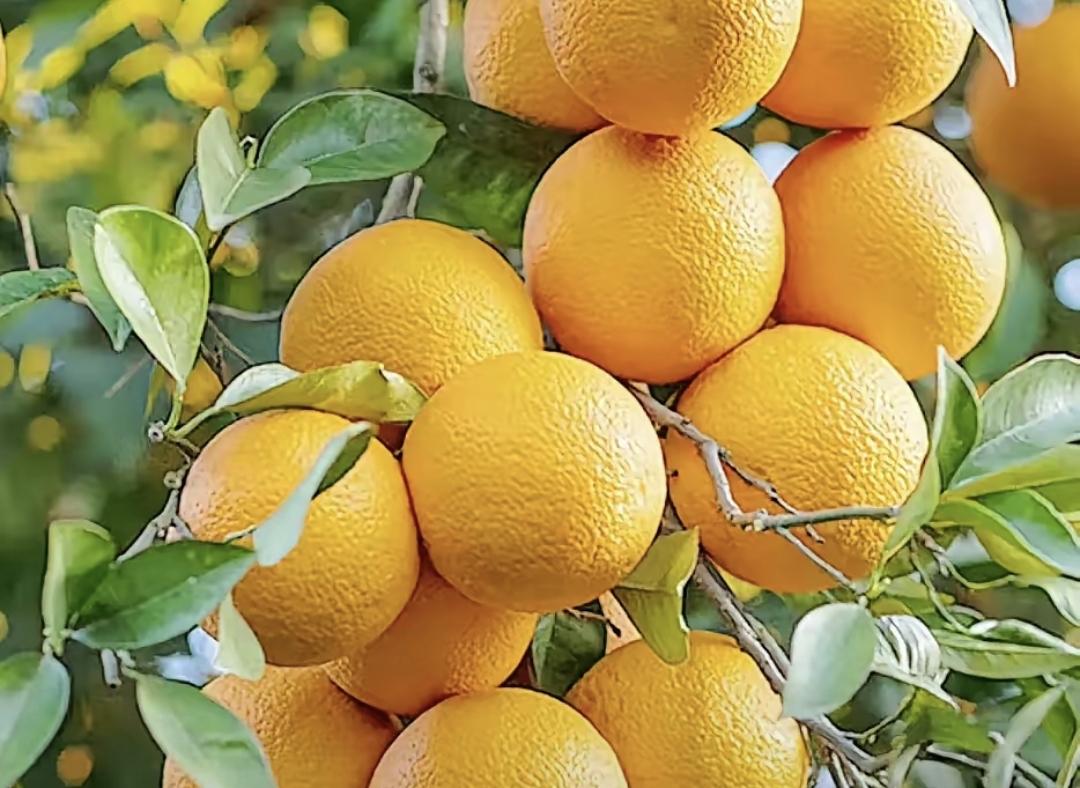 去年冬天，我老公前女友从江西寄来橙子。我用他手机回了句："橙子收到，我老婆爱吃，