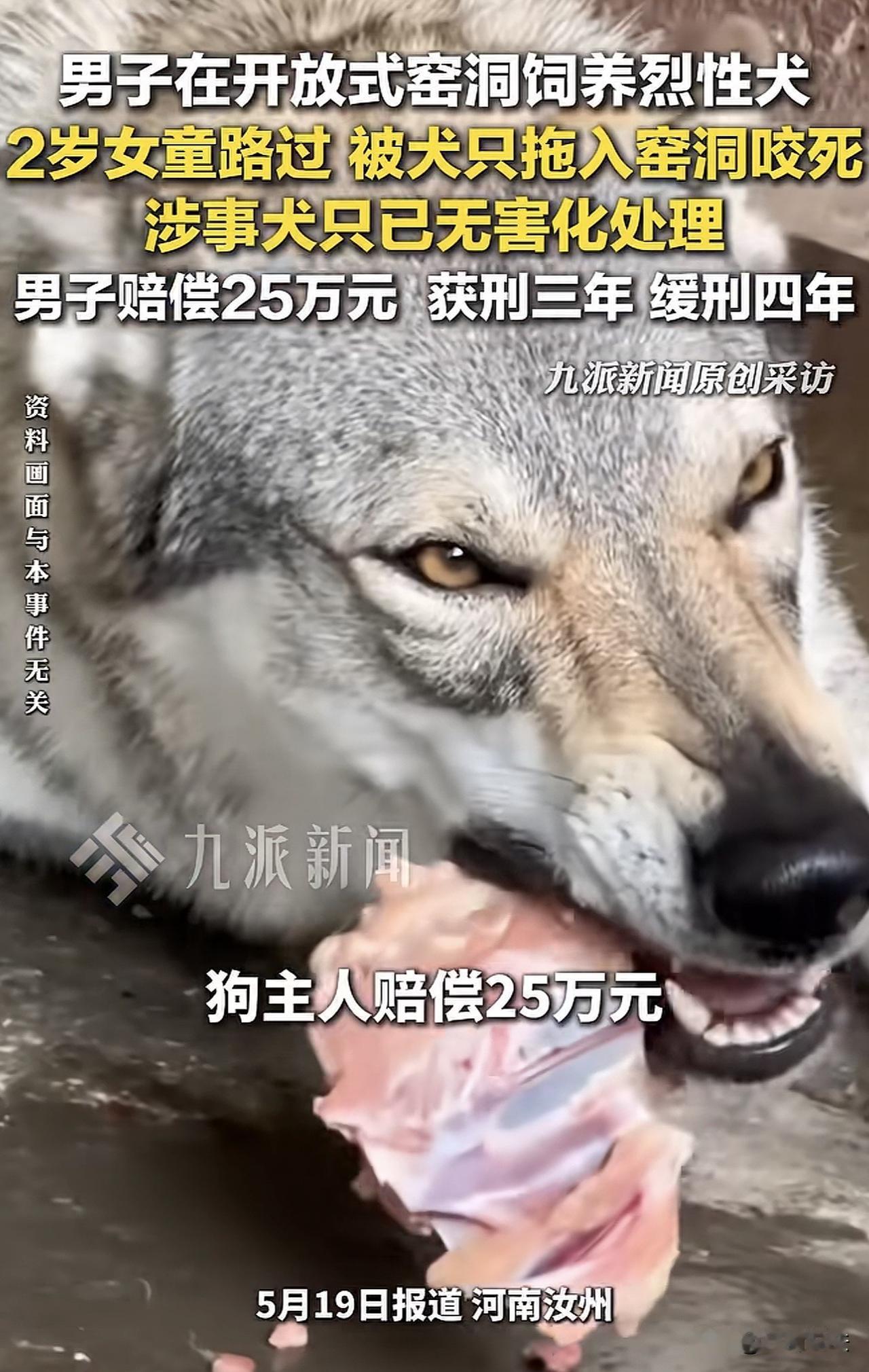 “太可恶！”河南，一男子养了一条禁养犬——捷克狼犬，可这狗经常挣脱铁链跑出去，某