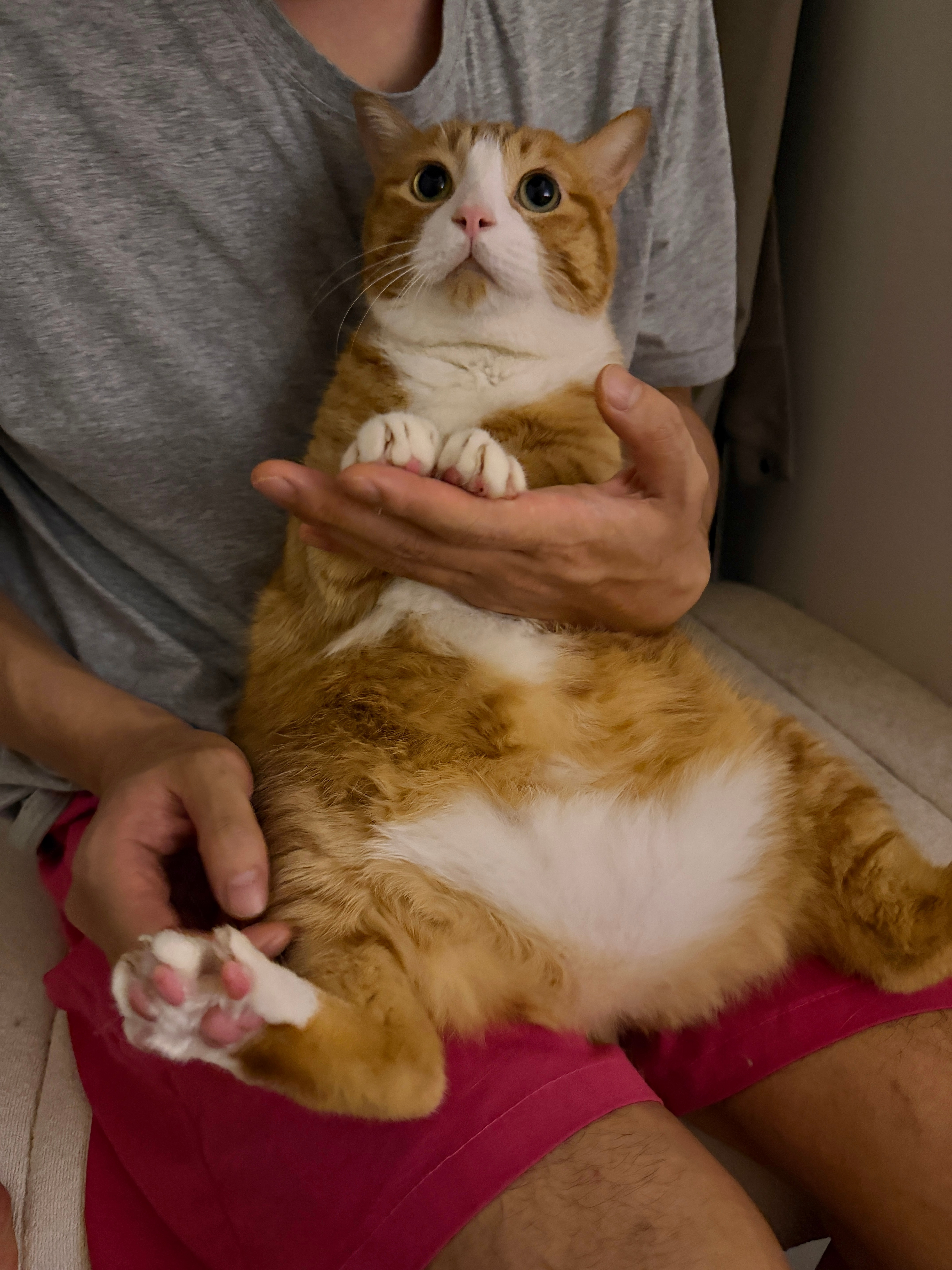 小猫咪还有眼睫毛哦[抱抱][抱抱]咪包奇​​​