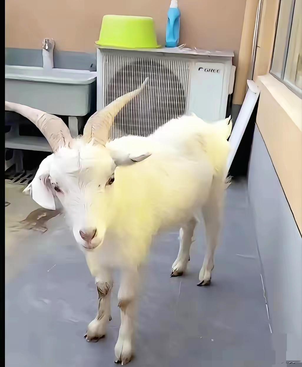 西安女孩把羊羊🐑带回了家，给它创造了舒适的环境，女生家里自带小院，环境特别合适