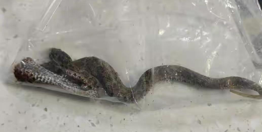菜地里窜出毒蛇，64岁大妈反手一砸救了自己！带着“凶手”直奔医院，结果让人捏把汗