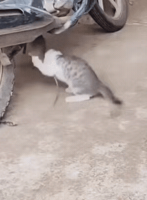 谁懂啊！现在的宠物猫都快把“抓老鼠”技能点清零了，这只小猫直接上