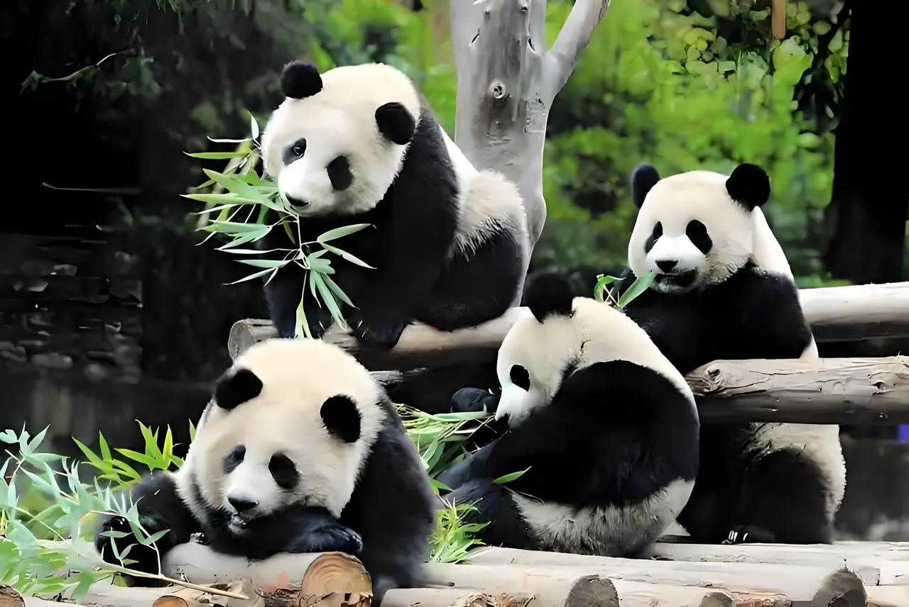 大熊猫告别日本，上野爆满排队，火力齐指高市早苗，中日关系将何去何从东京上野动