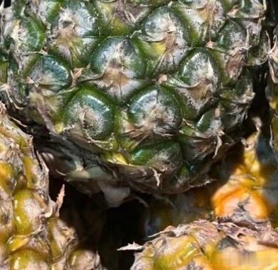 菠萝的种植方法一、准备菠萝：选一个金黄色果皮、有香味且无病虫害的菠萝。二、选取