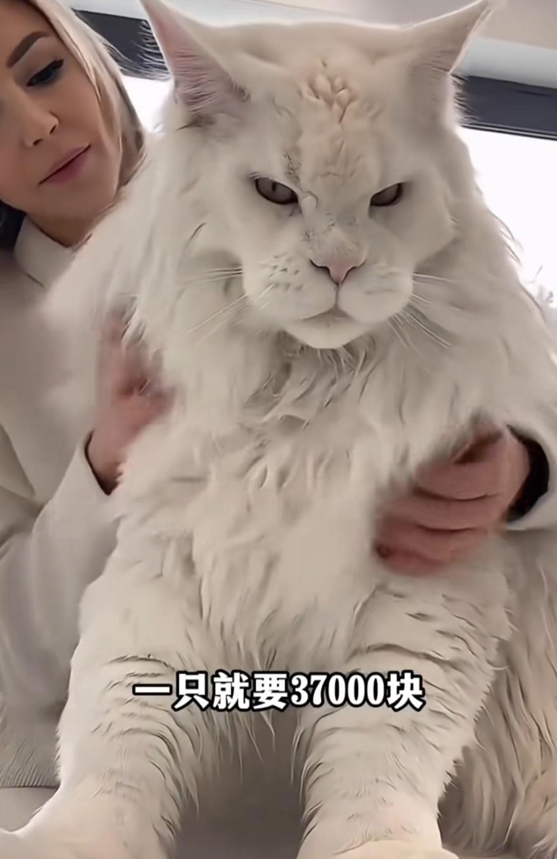 这猫我买得起吗？