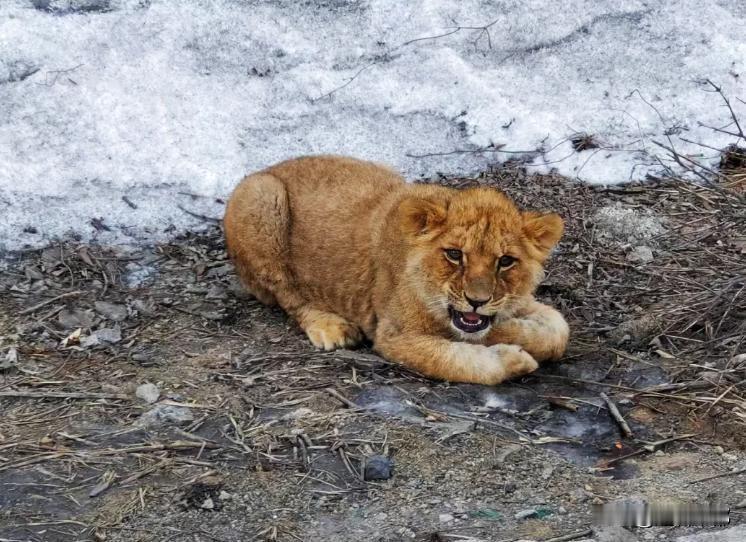 惊！山西高速路边惊现幼狮，民警暖心投喂高平肉丸✨谁能想到！2月11日，山西长晋