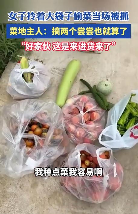 一大妈大白天钻进别人菜园偷菜，装了好几个大袋子，正要走被菜园主人撞个正着。“