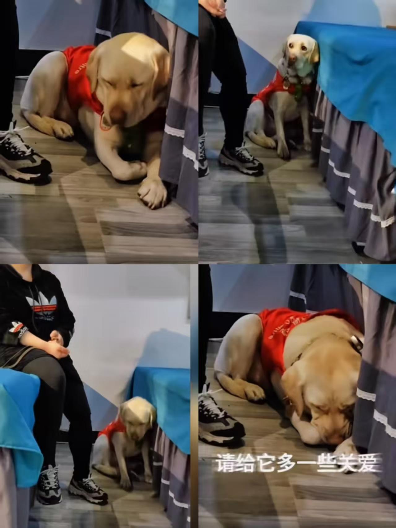 看了导盲犬在按摩店工作日，更让人眼泪止不住的流难怪她会带导盲犬去爬泰山，从日常也