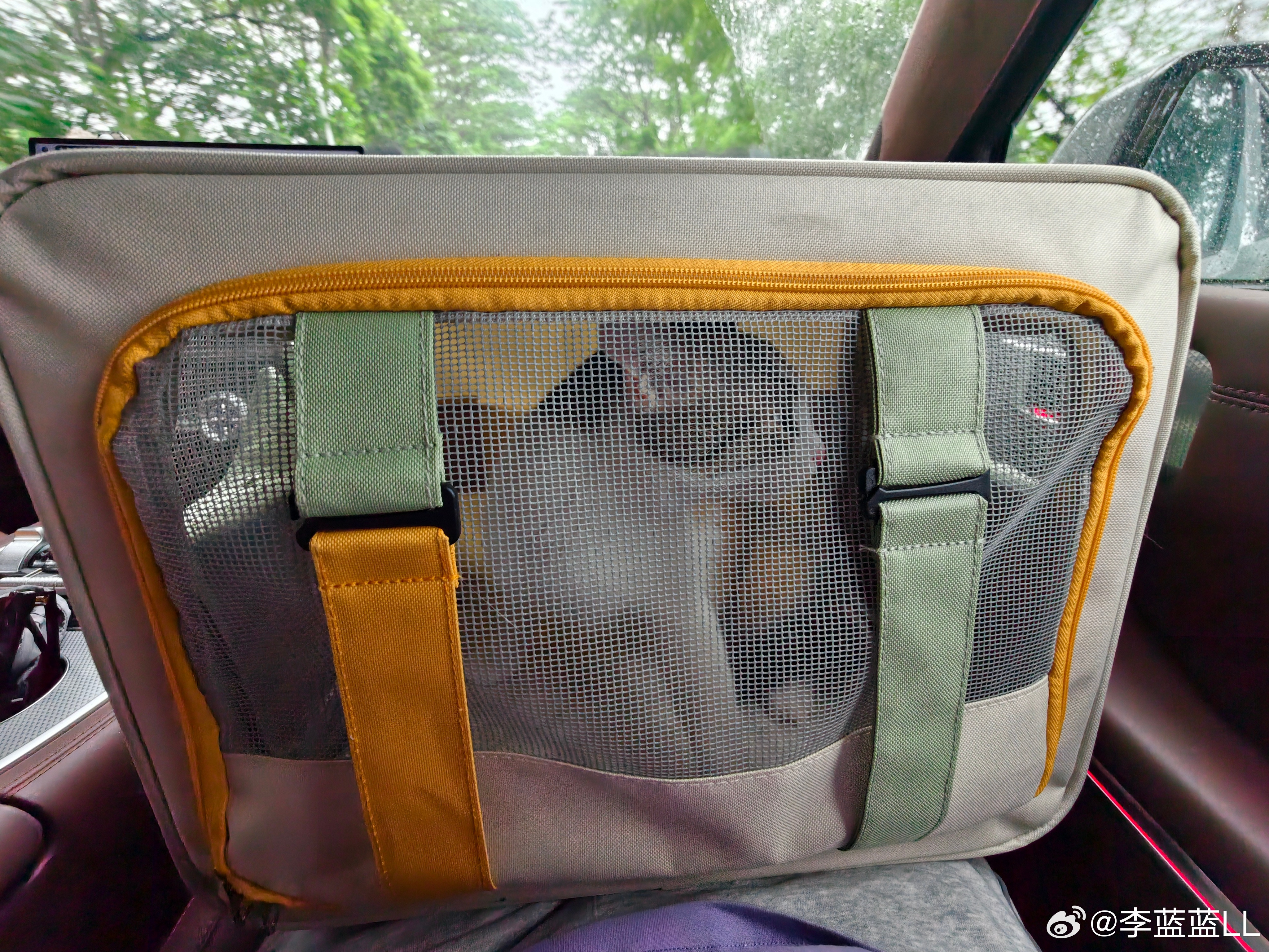 一大早把家里最皮的小三花猫送去绝育啦，它还是头一回坐车～叫个不停~还好坦克700