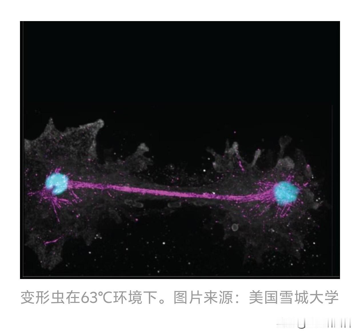 改写生物学常识！63℃高温还能生孩子！人类对复杂生命的认知，彻底被推翻我们