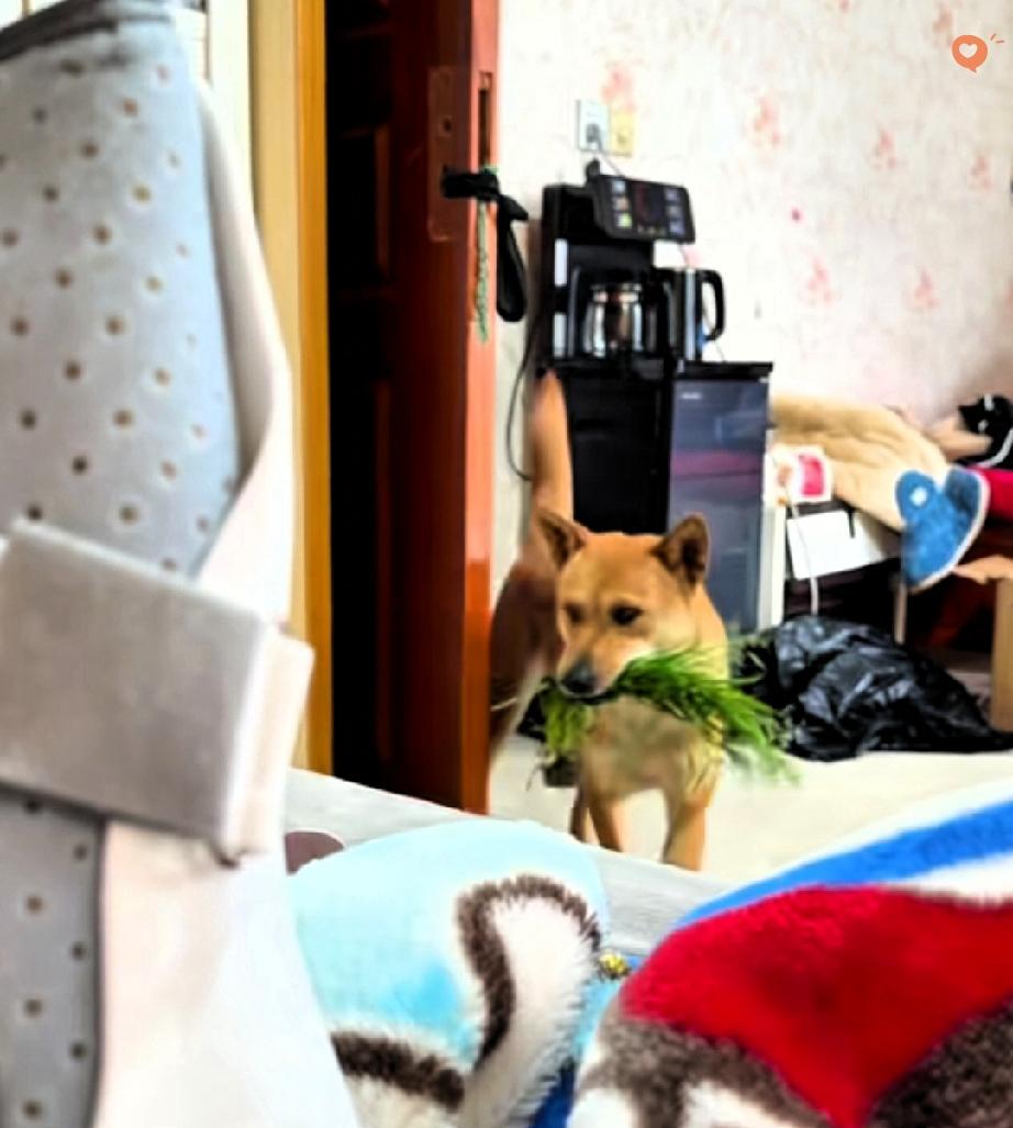 谁能想到，狗狗的关心能直白又笨拙到这种地步！同事不小心摔断了腿卧床休养，家里