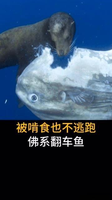 金价金价会不会继续跌？我不看黄金市场，看三个国家目前的关系形态。中国、俄罗斯、美