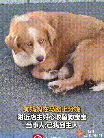 西藏林芝一只狗妈妈在马路上分娩，生下了两只小狗，即便马路上车来车往，狗妈妈始终抱